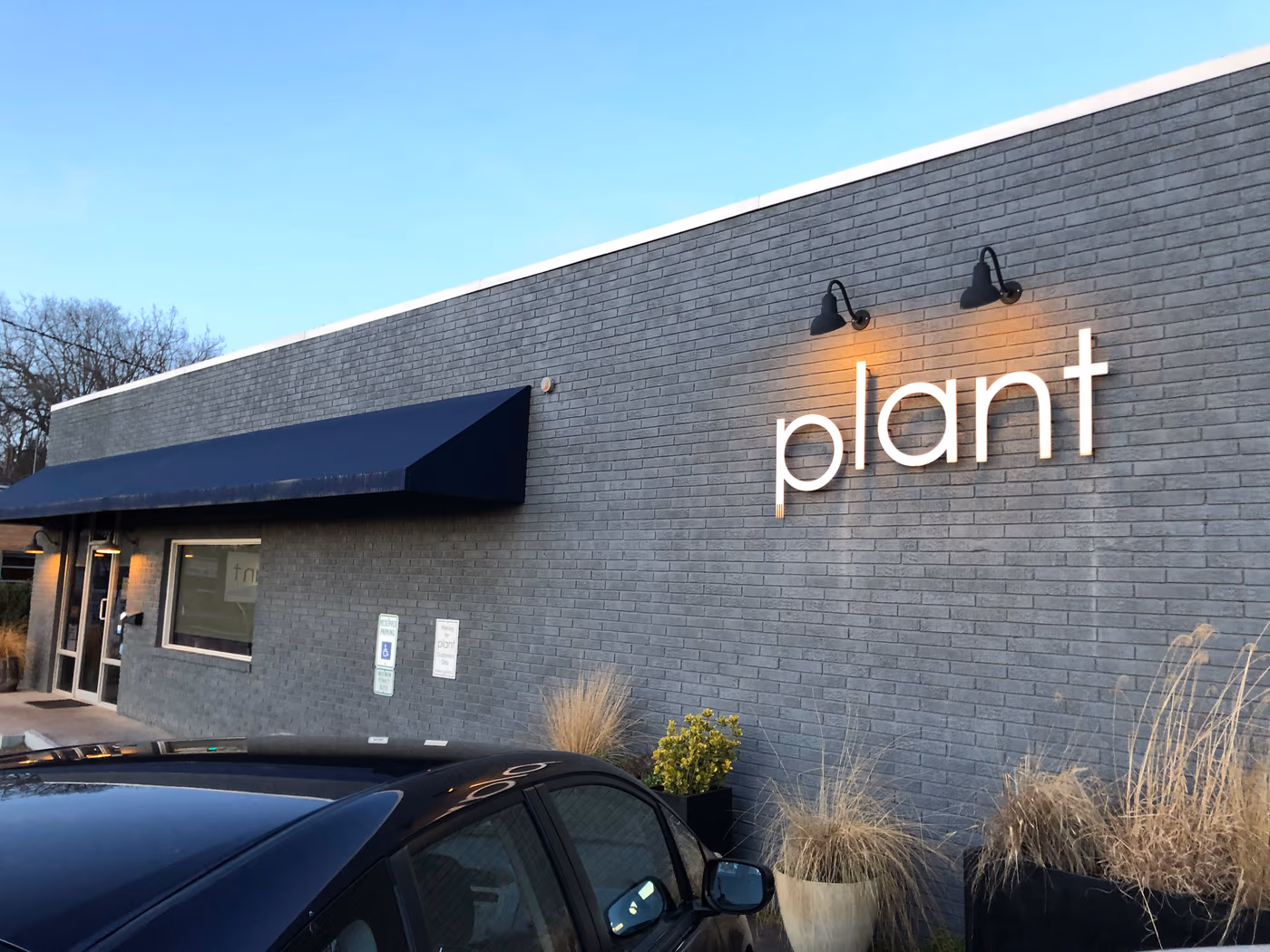 plant photo 2